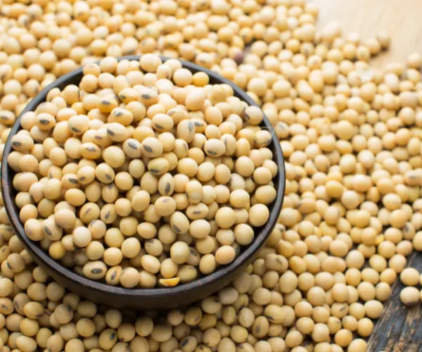 NON GMO CLEANED SOYABEAN